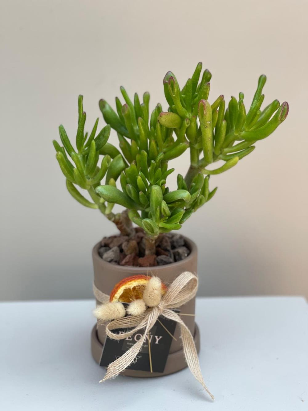 Crassula Hobbit Para Çiçeği